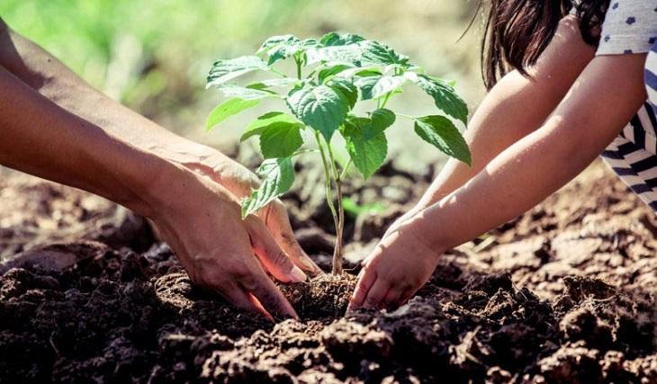 Proyecto de reforestación